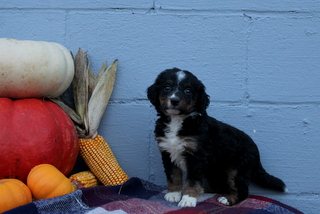 puppy, for, sale, Bernadoodle, Matthew B. Stoltzfus, dog, breeder, Gap, PA, dog-breeder, puppy-for-sale, forsale, nearby, find, puppyfind, locator, puppylocator, aca